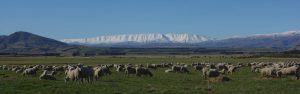 Central Otago Sheep